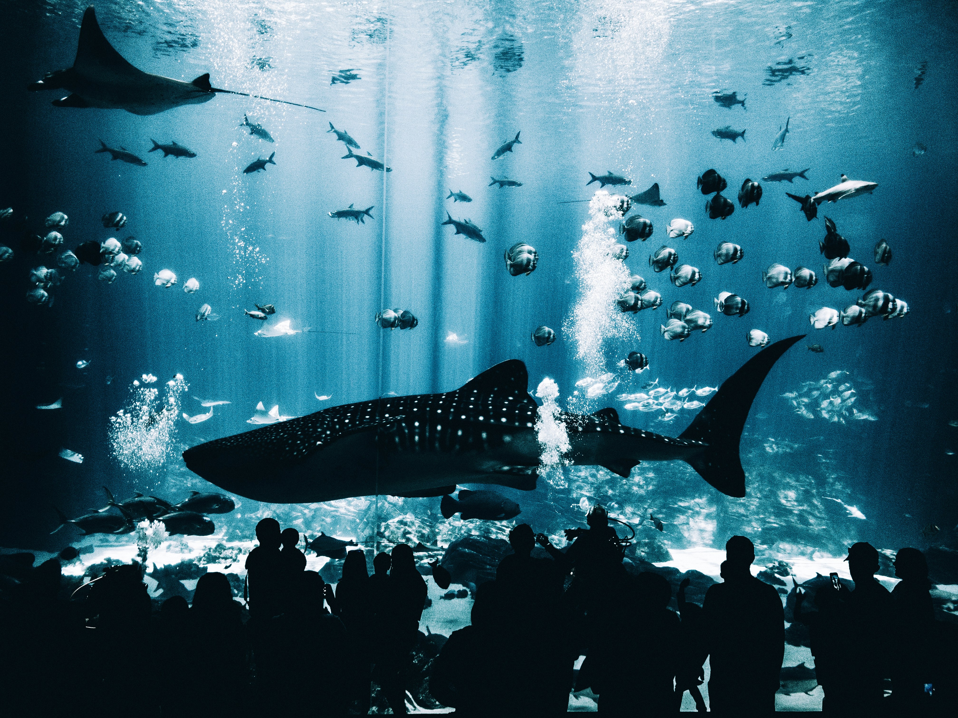 silhouette group of people standing in front of blue whale on underwater museum